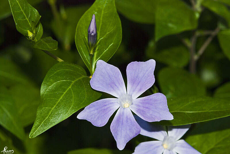 Image of periwinkle