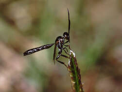 Image of carrot wasps