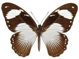 Sivun Papilio dardanus Brown 1776 kuva