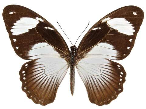 Image of African Swallowtail