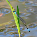 Image of Blue Riverdamsel