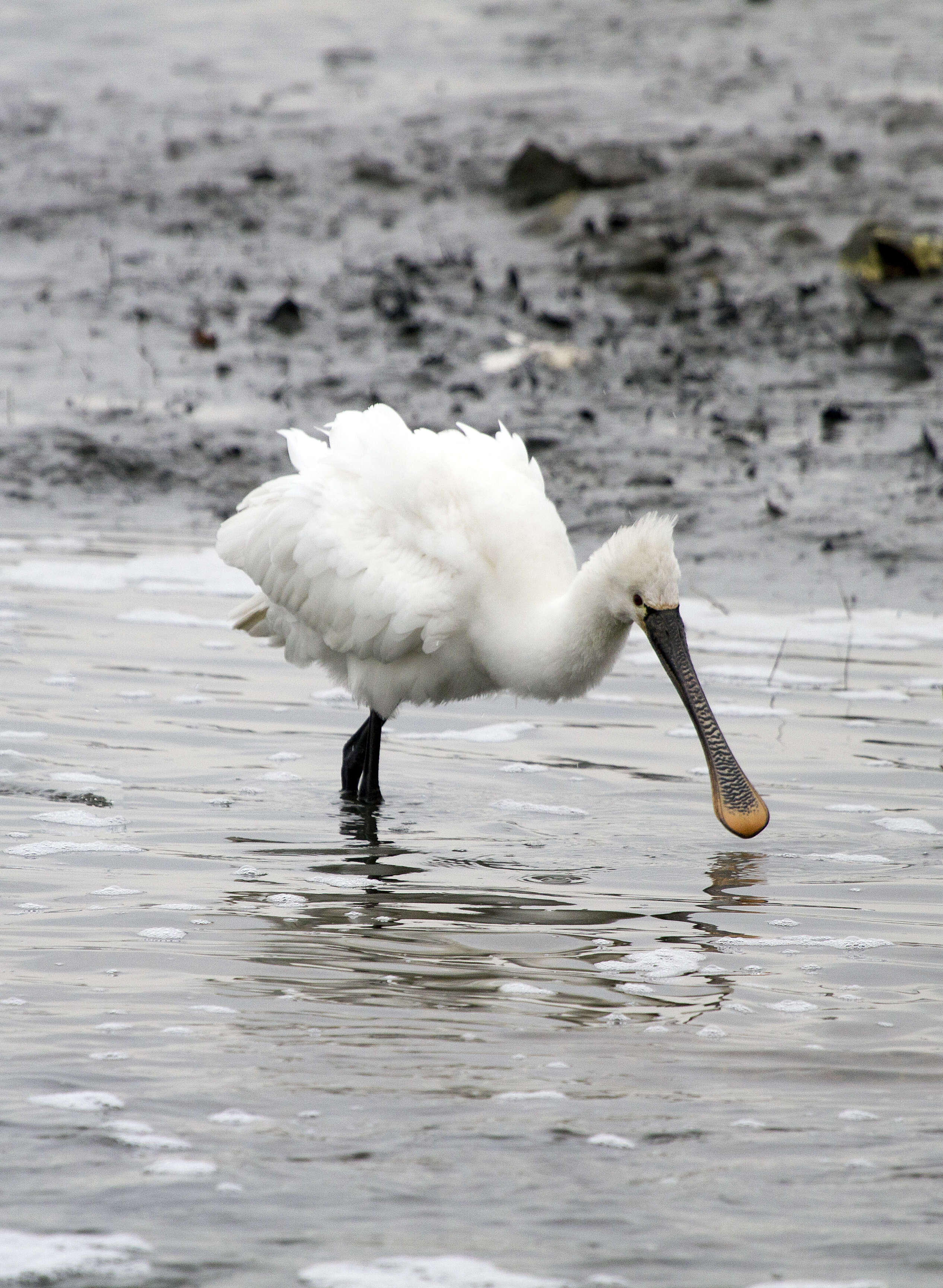 Image of Platalea Linnaeus 1758