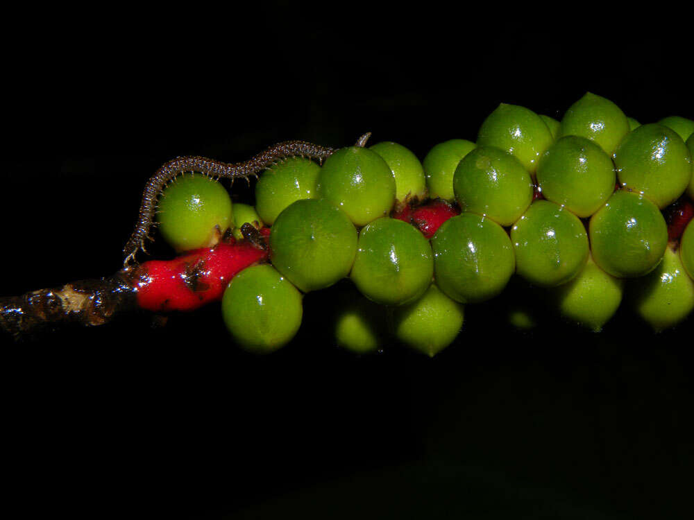 Imagem de Geonoma cuneata H. Wendl. ex Spruce