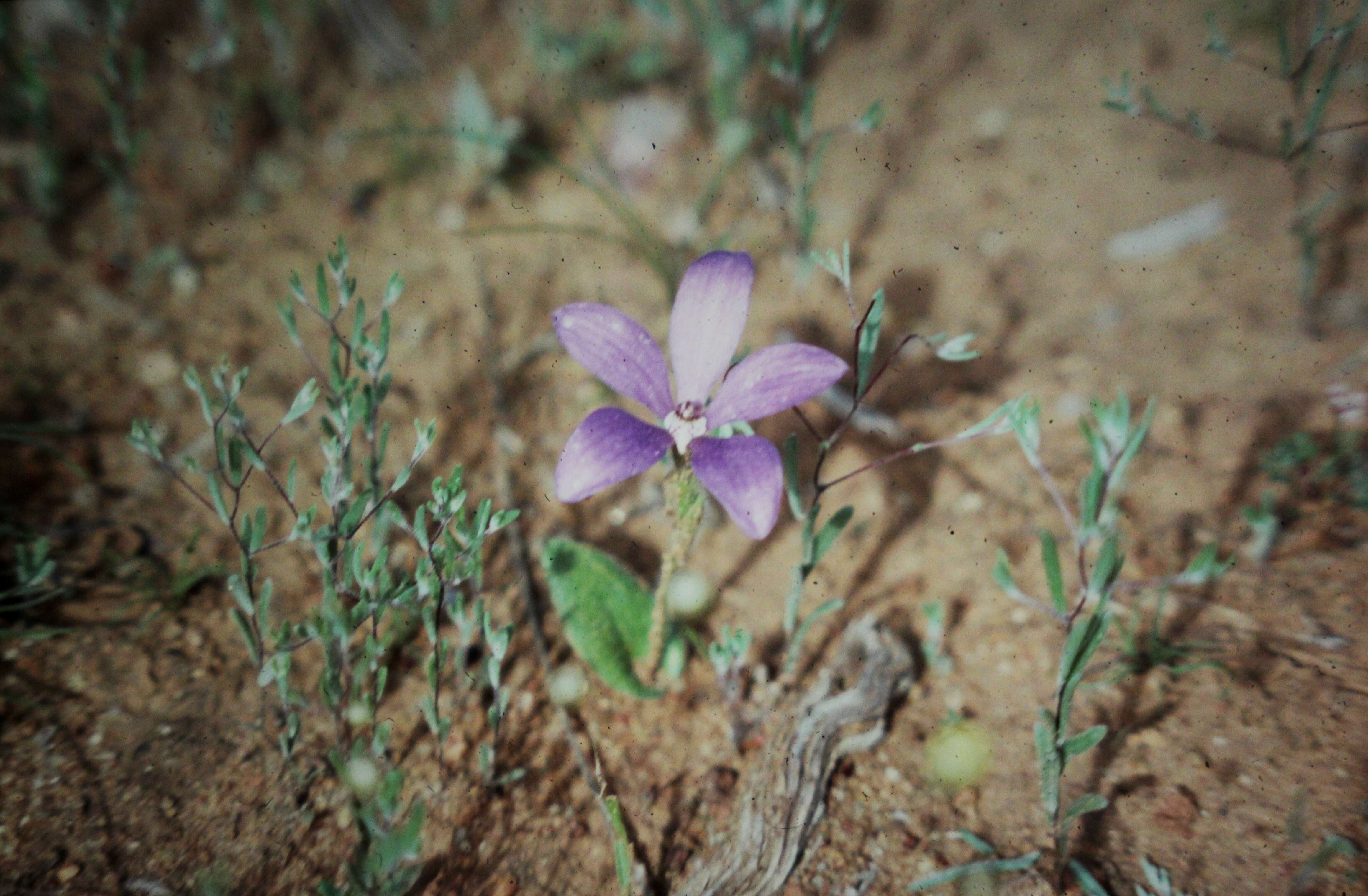 Image of Caladenia gemmata Lindl.
