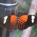 Image de Heliconius melpomene malleti