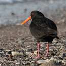 Image of Variable Oystercatcher