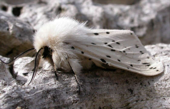 Image of Spilosoma Curtis 1825