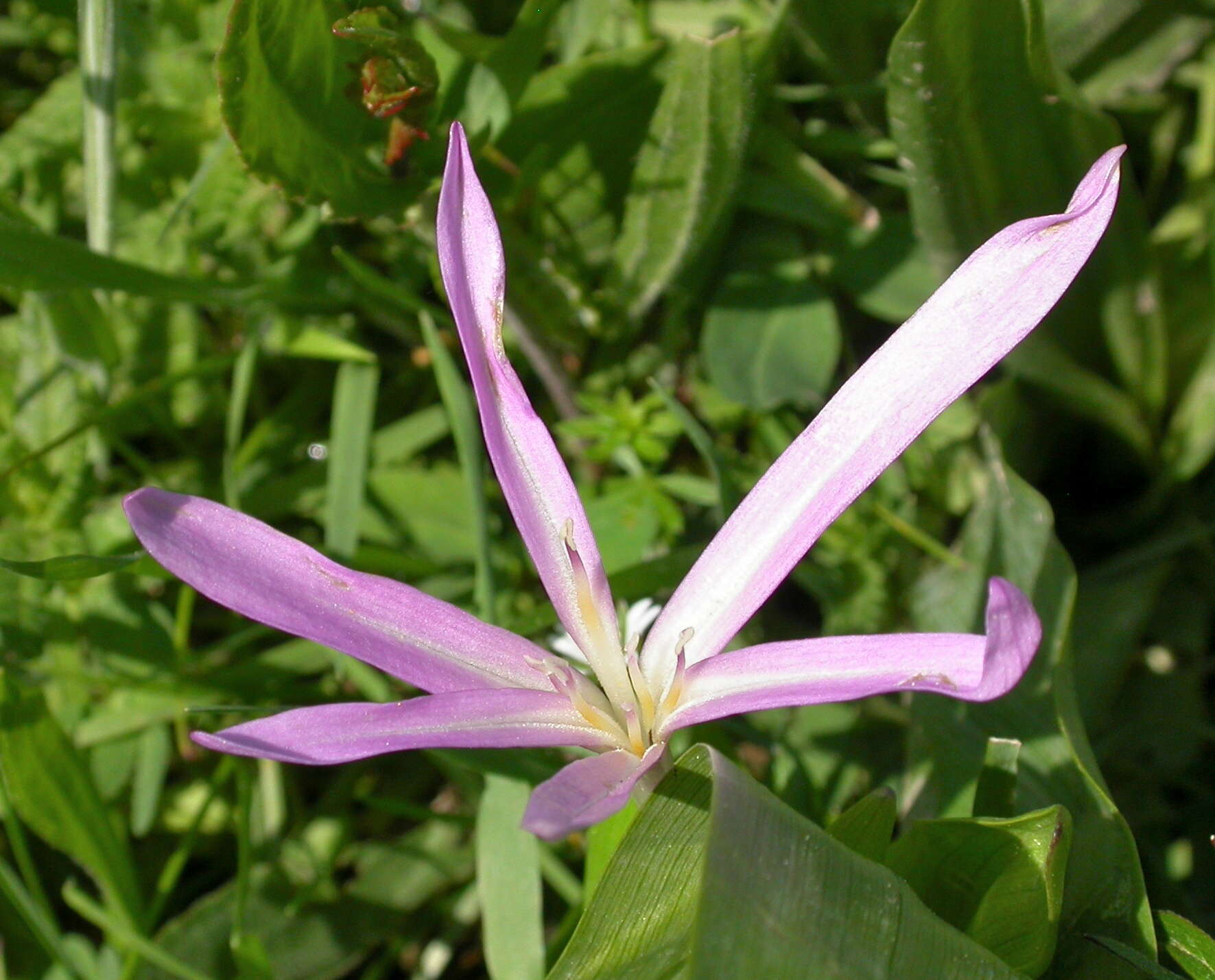 Image of Autumn crocus