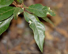 Image of Trioza magnoliae (Ashmead 1881)