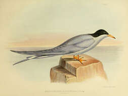 Image of <i>Hydrochelidon albostriata</i> Gray 1845