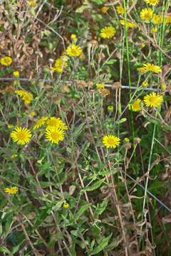 Imagem de Pulicaria dysenterica (L.) Bernh.