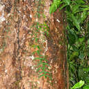 Sivun Adenia cordifolia (Bl.) Engl. kuva