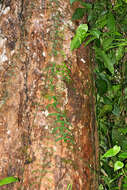 Image of Elephants-foot