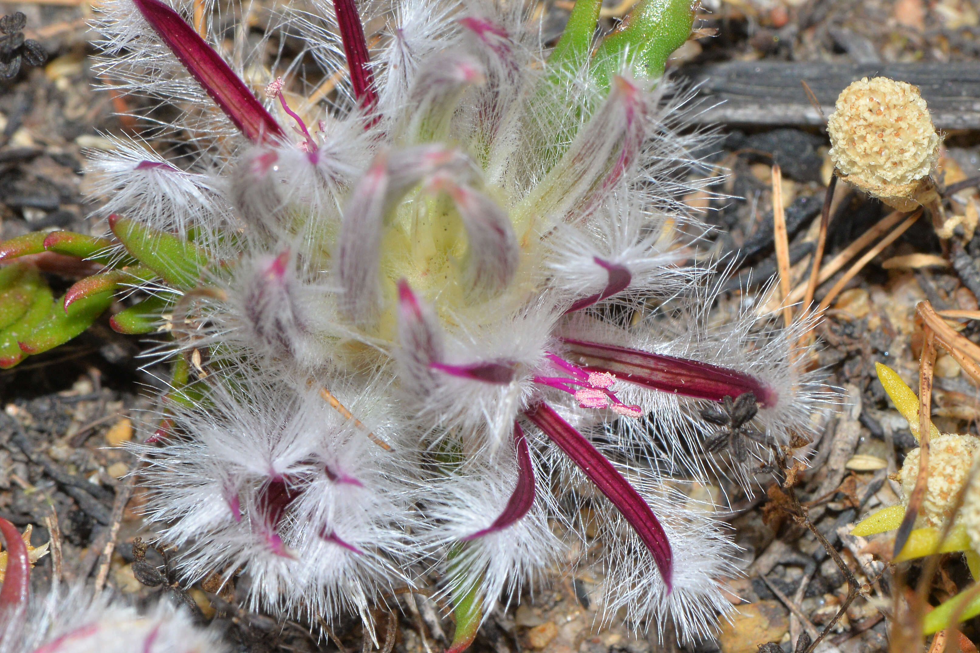 Image of Ptilotus declinatus Nees