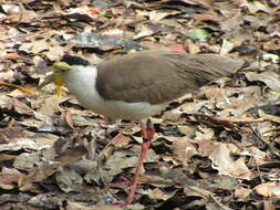 Image of Masked Lapwing