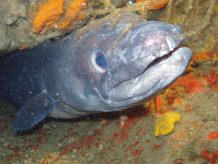 Image of Conger Eel