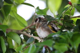 Carduelis carduelis parva Tschusi 1901的圖片