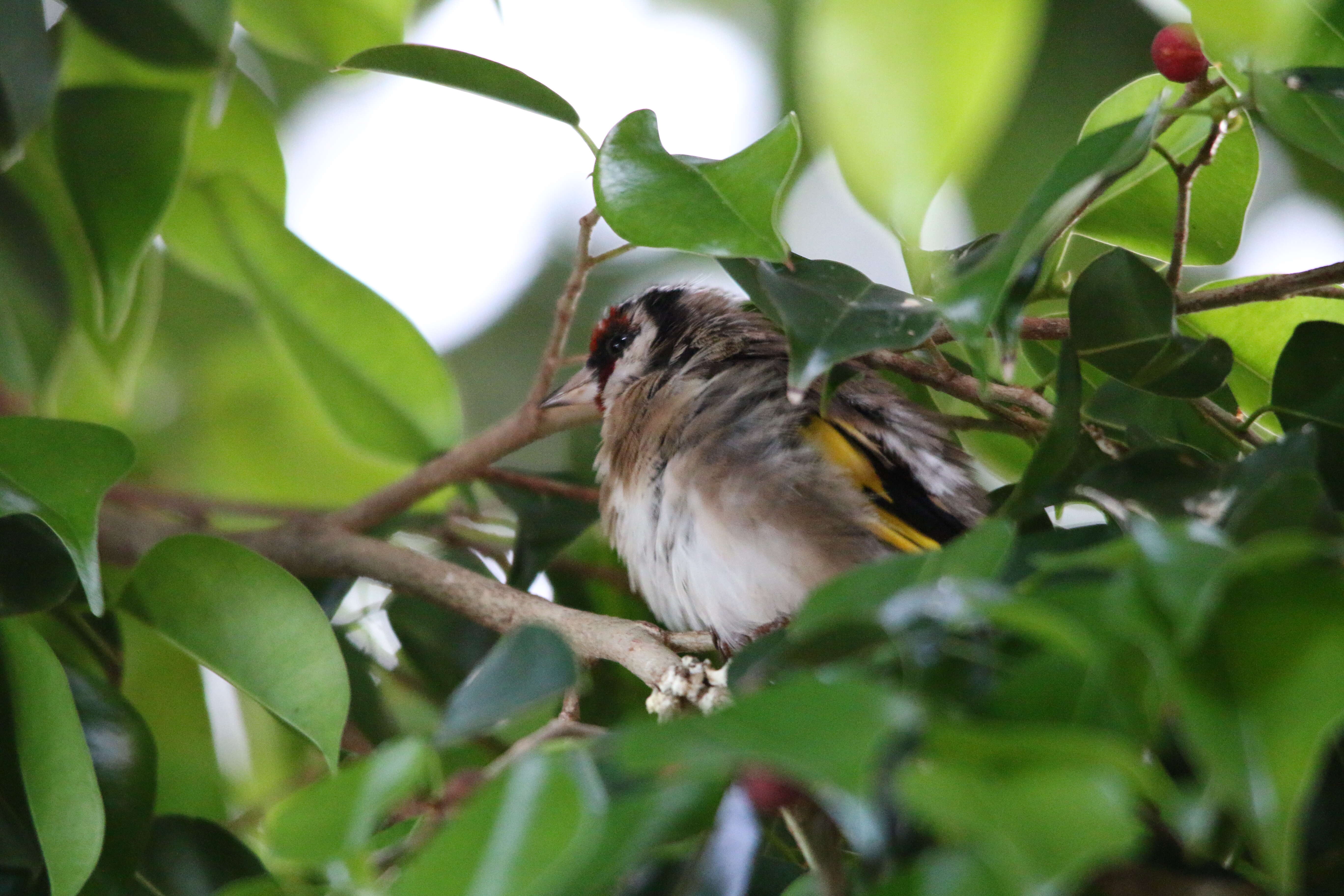 Image of Carduelis carduelis parva Tschusi 1901