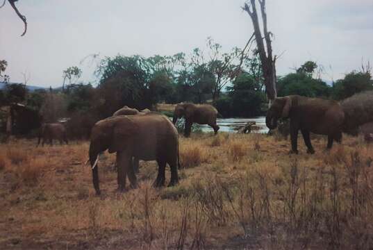 Image of <i>Loxodonta africana cyclotis</i> (Matschie 1900)