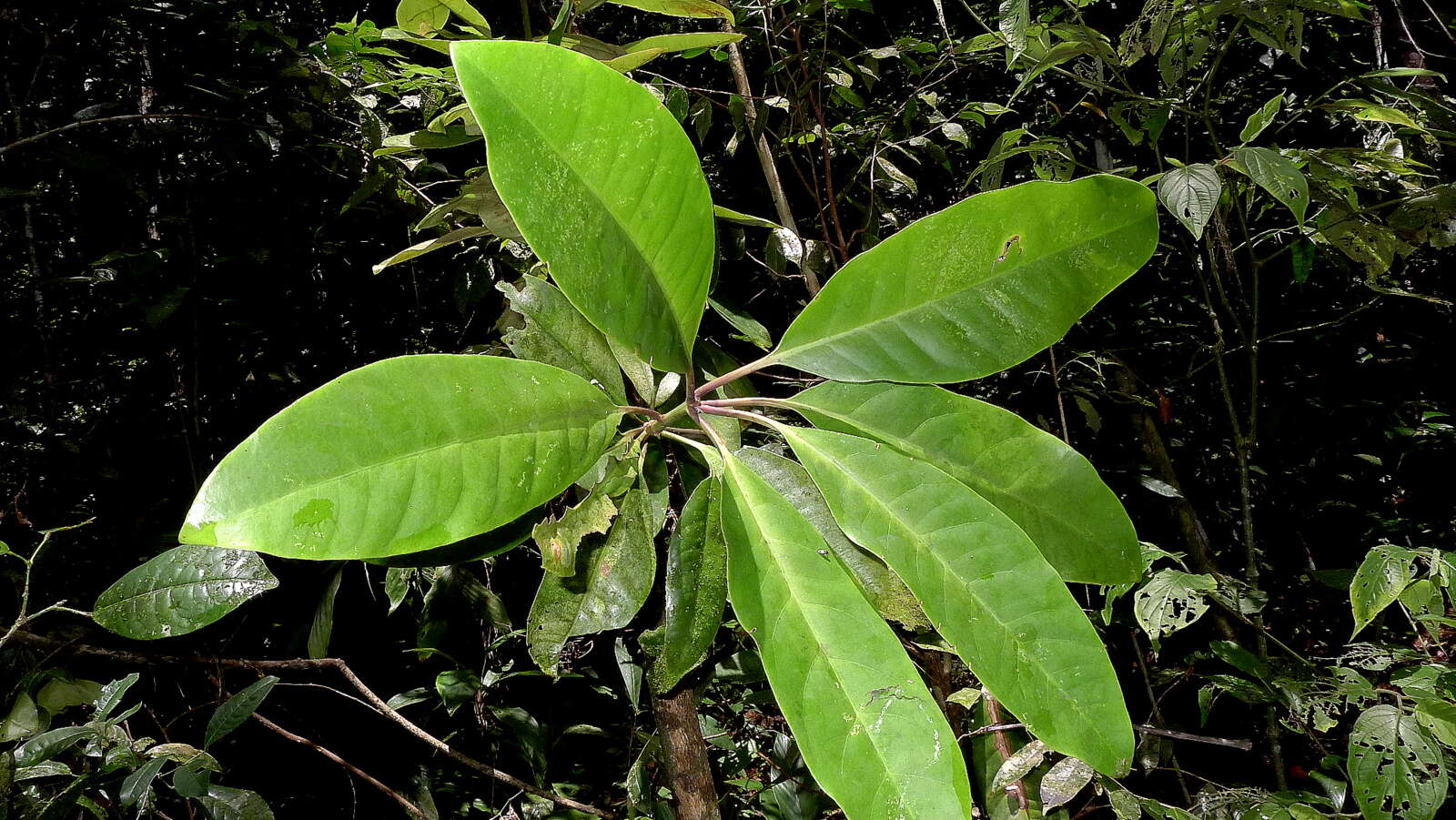 Image of Nyctaginaceae