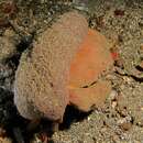 Image of Sponge Crab