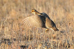 Image of prairie-chickens:  greater prairie-chicken; lesser prairie-chicken