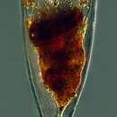 Image of Parafavella elegans (Ostenfeld 1899)