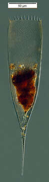 Image of Xystonellidae