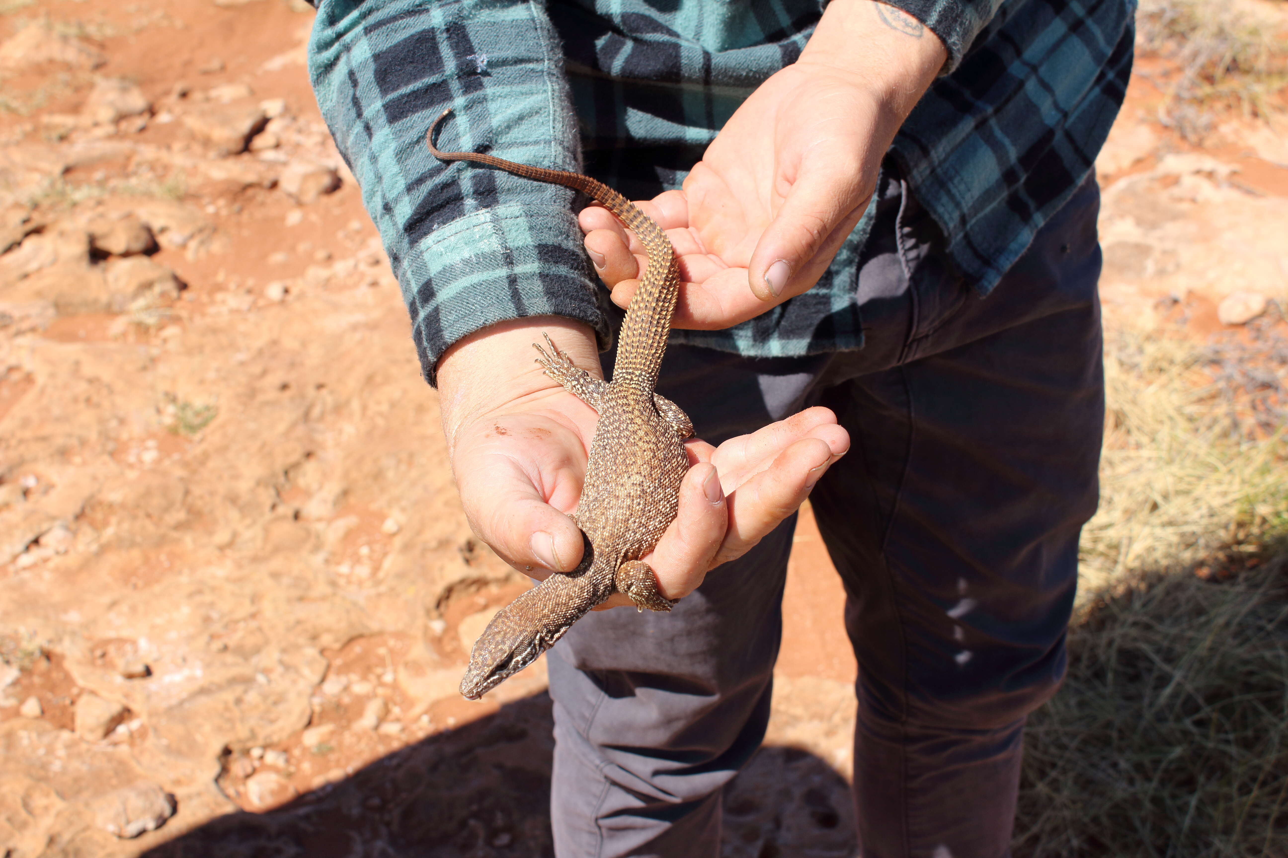 Image of monitor lizards