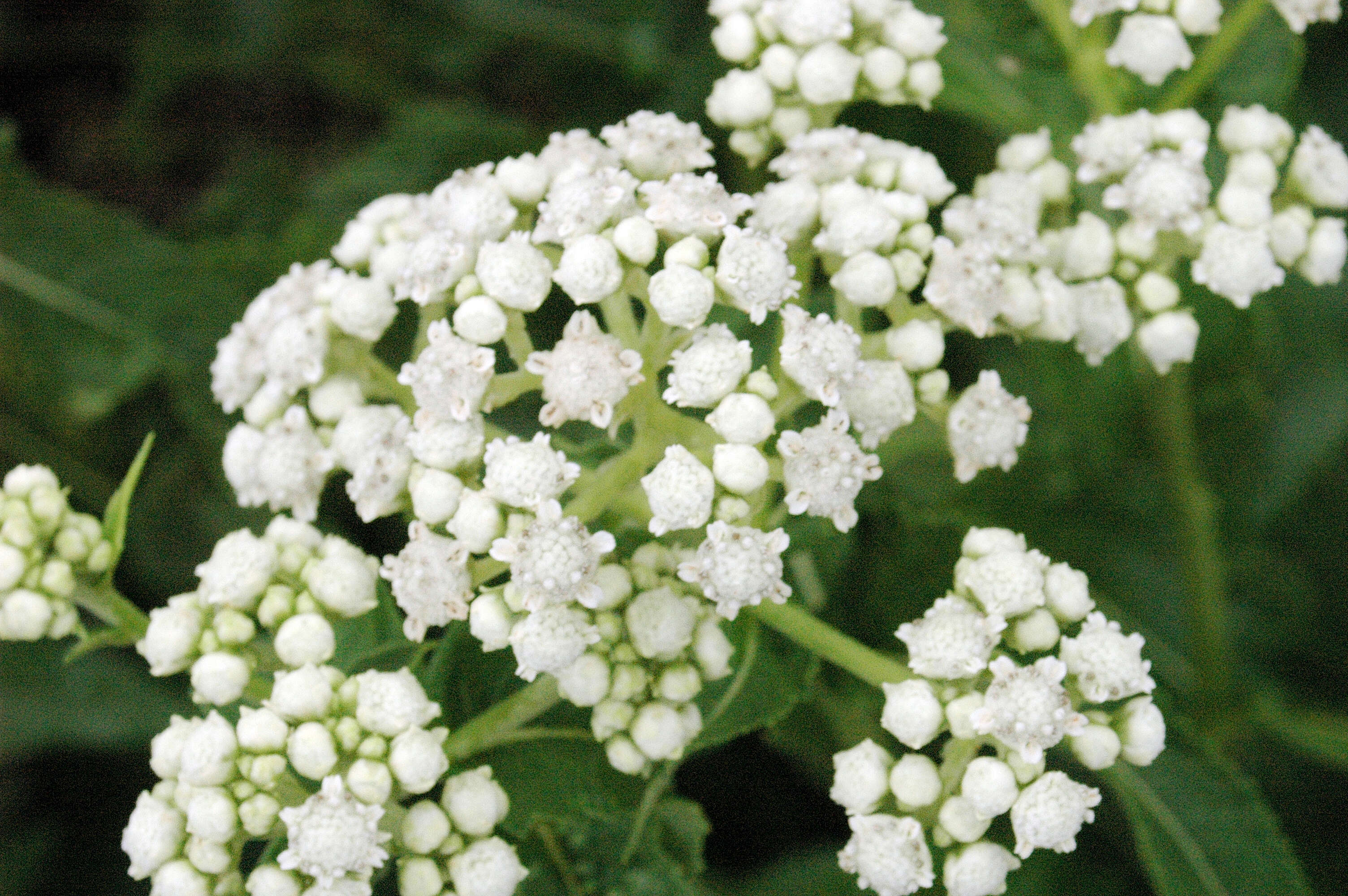 Image of feverfew