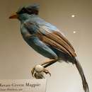 Image of Javan Green Magpie