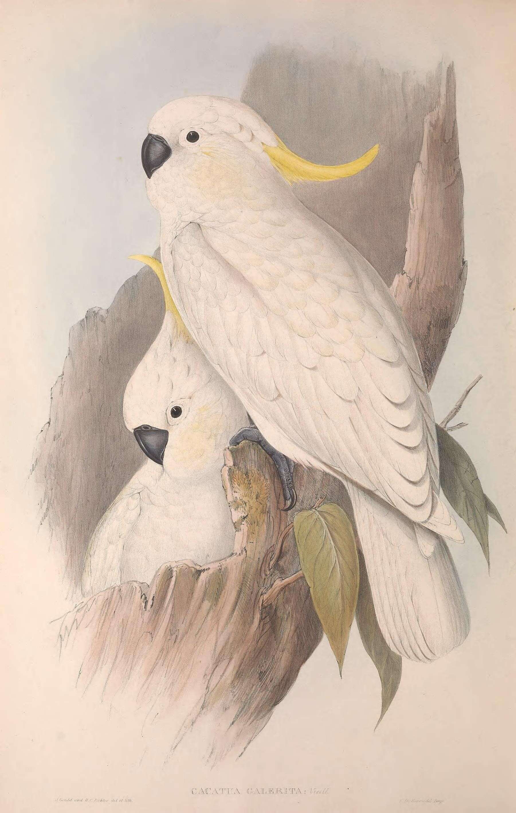 Image of Sulphur-crested Cockatoo