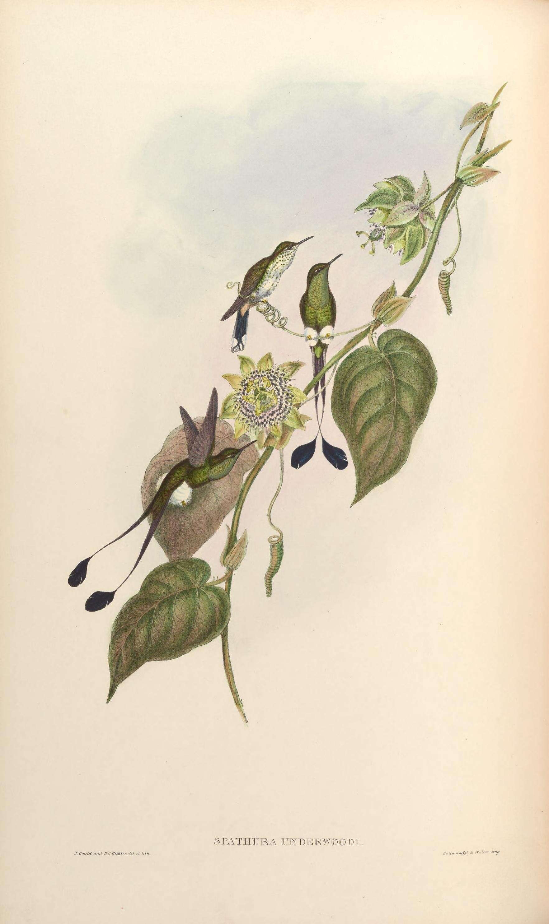 Image of Ocreatus Gould 1846