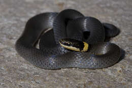 Image of ringneck snake