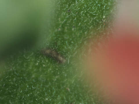 Image of Manzanita Leaf Gall Aphid