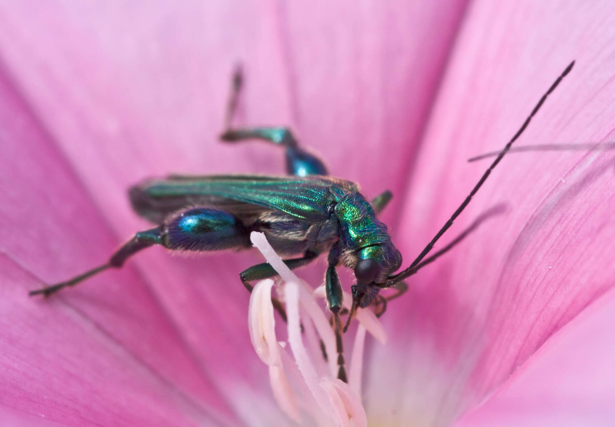 Image of Oedemera