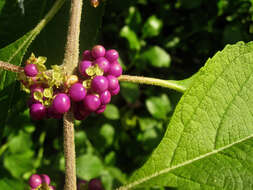 Image of American beautyberry