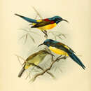 Image of Aethopyga nipalensis horsfieldi (Blyth 1843)