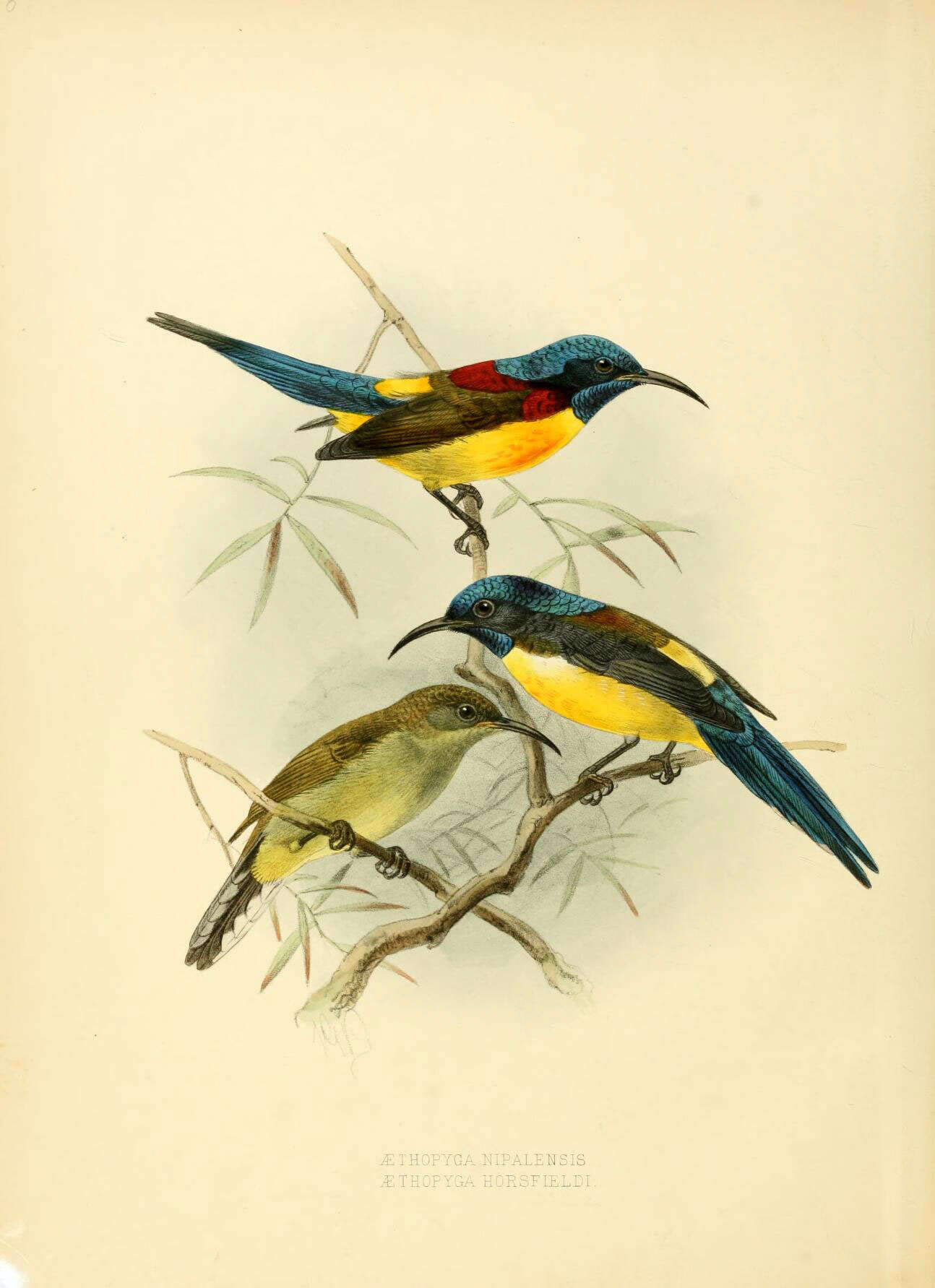 Image of Aethopyga Cabanis 1851