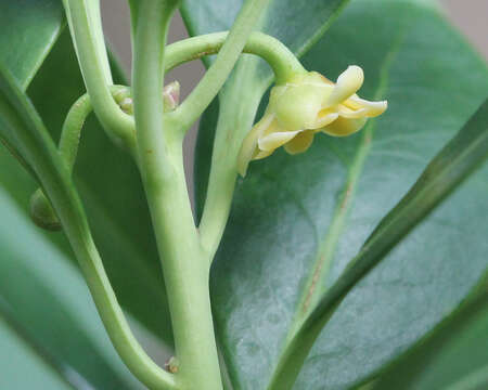 Image de Illicium parviflorum Michx.