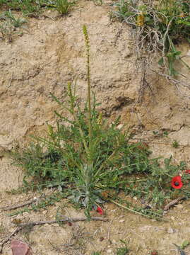 Image of Reseda undata L.