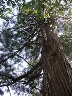 Image of umbrella-pine family