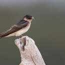 Petrochelidon nigricans (Vieillot 1817) resmi