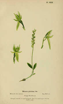 Image of Bog Orchid