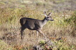 Image of Columbian black-tailed deer