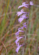 Image de Lobelia glandulosa Walter