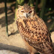 Image of Pharaoh Eagle-Owl