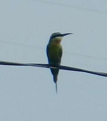 Image of Blue-tailed Bee-eater