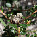 Image of Stenanthemum pimeleoides (Hook. fil.) Benth.