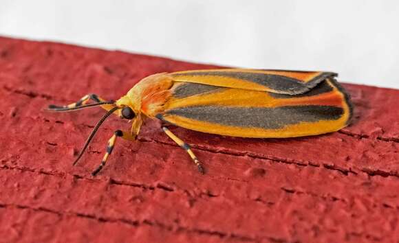 Image of Scarlet-winged Lichen Moth